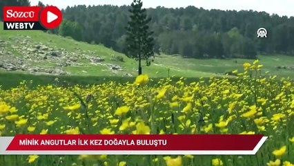 Yürek ısıtan doğa mucizesi: Minik angutlar ilk kez doğayla buluştu