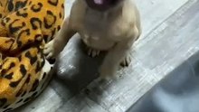 Dog Says “Mama” – Adorable & Funny! / Câinele Spune „Mama” – Drăguț și Amuzant! 🥰😂