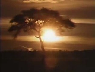 Night Creatures of the Kalahari