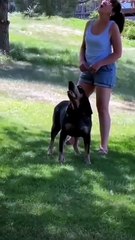 Talking Dogs Compilation – Saying “Mama” & More! / Câini Care Vorbesc – „Mama” și Sunete Haioase! 🐕😂