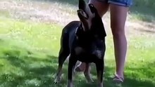 Talking Dogs Compilation – Saying “Mama” & More! / Câini Care Vorbesc – „Mama” și Sunete Haioase! 🐕😂