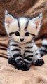 Cutest Kitten Ever! / Cel Mai Dulce și Frumos Pui de Pisică 😻🐾
