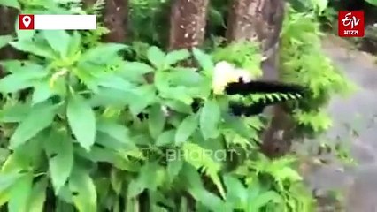 दुधवा में तितलियों की बहार; 45 दुर्लभ प्रजातियों का पर्यटक कर रहे दीदार, जानें क्या मिलते हैं संकेत?