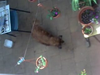 CHIEN FOU ATTRAPE SON OMBRE