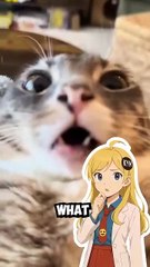 This cat has a neurological glitch... and it's adorable