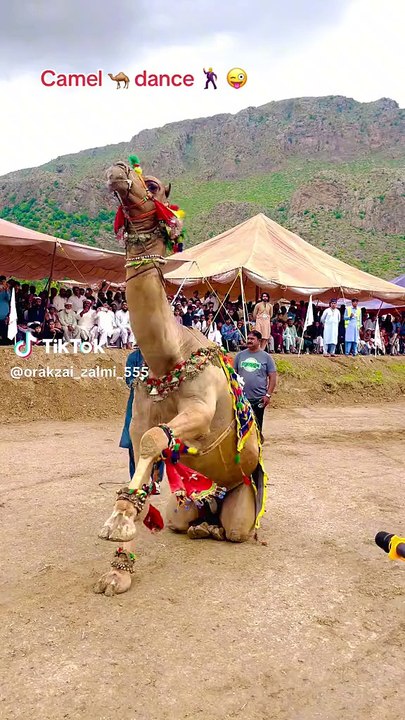 Camel dance