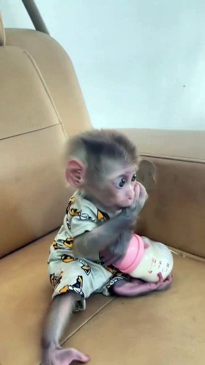 Adorable MONKEY Mom's Precious Cuddle Time!