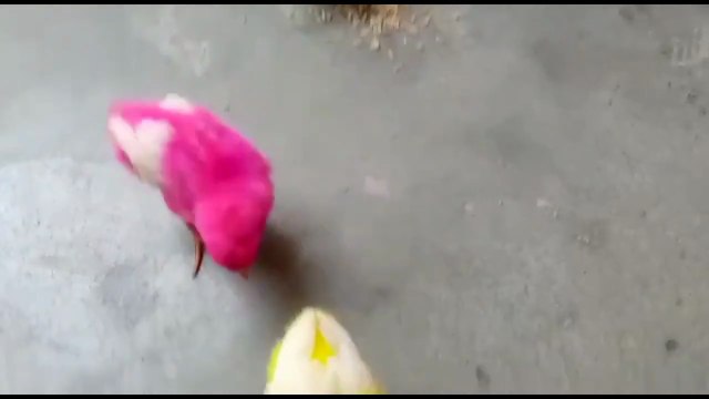 Cute baby chicks 🐥🐣Cute coloured baby chicken | funny baby chicks 🐣🐤 video