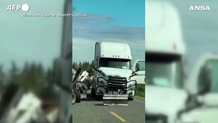 Usa, 250 milioni di api libere dopo l'incidente a un camion