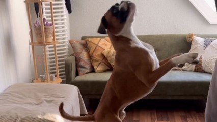 Gentleman and boxer dog play tug rope game in a cozy home office