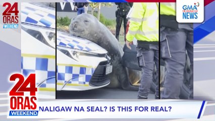 Elephant seal, naligaw sa isang pamayanan sa Cape Town sa South Africa #shorts | 24 Oras Weekend