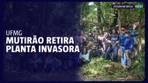 Mutirão retira planta invasora do Museu de História Natural da UFMG