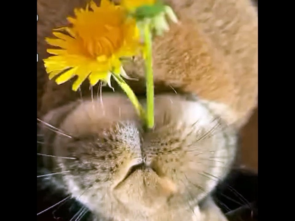 Rabbit and strong teeth
