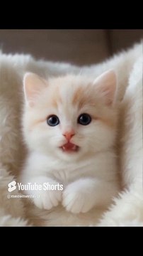 Pure white with light brown strips cute cat 🐱🤍 #cat #kitten #lipsync #cute #catlovers