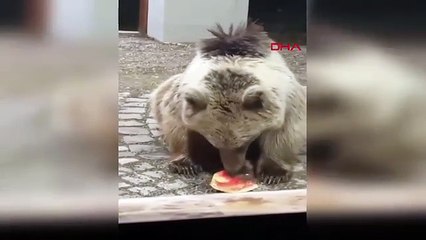 Tatilcilere ilgin sürpriz! Akşam karpuz verdiler, sabah kapıya dayandı