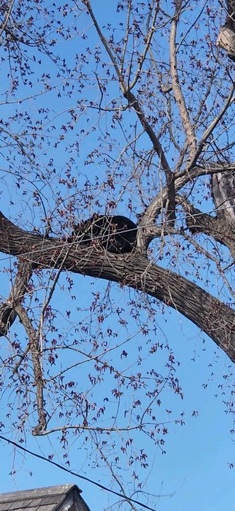 bear sleeping in the tree