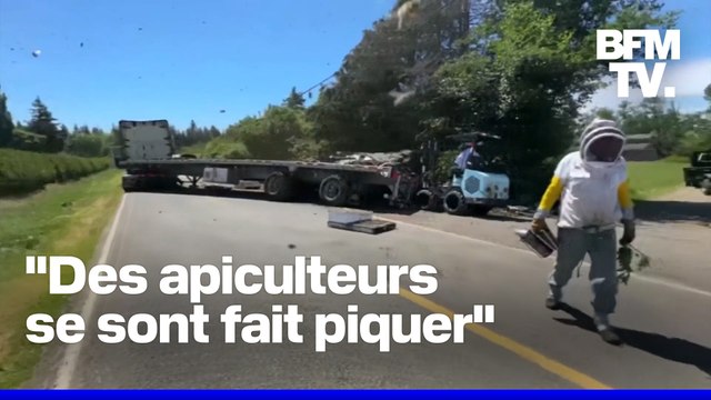 250 millions d’abeilles s’échappent d’un camion après un accident de la route aux États-Unis