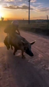 Só acredito vendo! Vídeo de menino montado em porca de shorts viraliza nas redes sociais