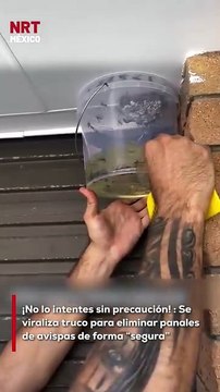 ¿Tienes un panal de avispas en casa? 🐝 Este video se ha vuelto viral por mostrar cómo, con un poco de gasolina (y mucho cuidado), puedes retirarlo sin salir corriendo. ¡Pero ojo! No intentes esto sin las medidas de seguridad necesarias. ⚠️