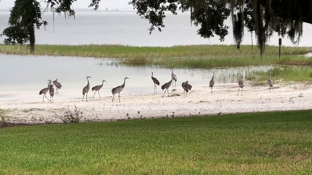 Flock of Sandhill Cranes
