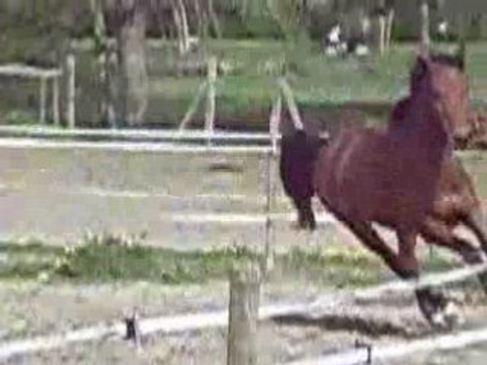 Chevaux, près