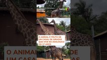 Zoológico de São Paulo anuncia nascimento de filhote de girafa #shorts