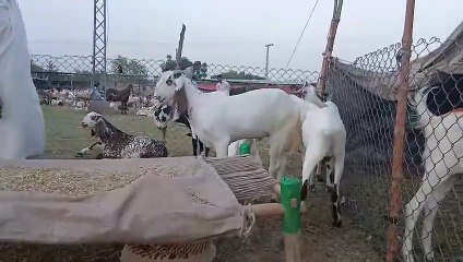 Rajanpuri Bakry/Ablak Bakry/Healthy Bakry/khassi bakry