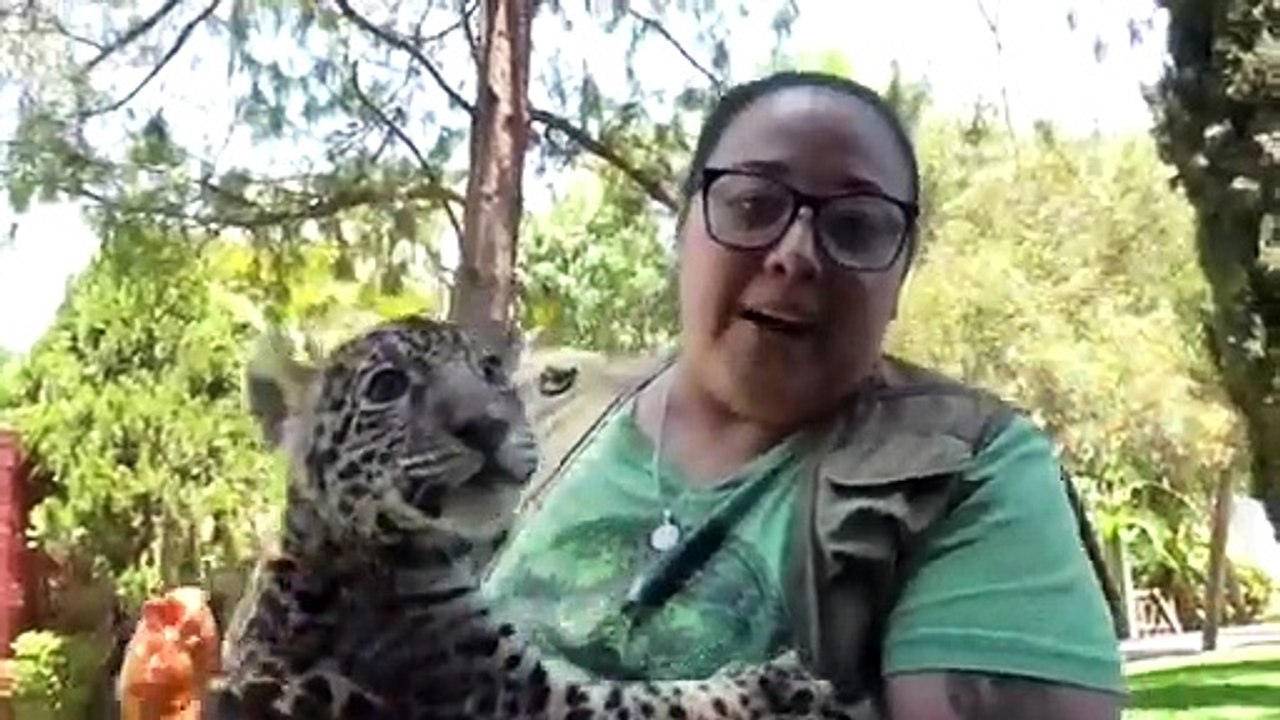 Nueva cría de Jaguar Mexicano en el Zoológico de Irapuato