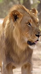 Lion Friendship ❤️❤️❤️