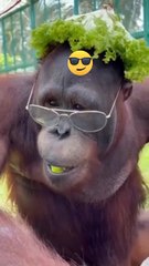 #funny shorts#viral video #comedy#chinese