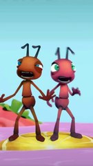 Ants Ants