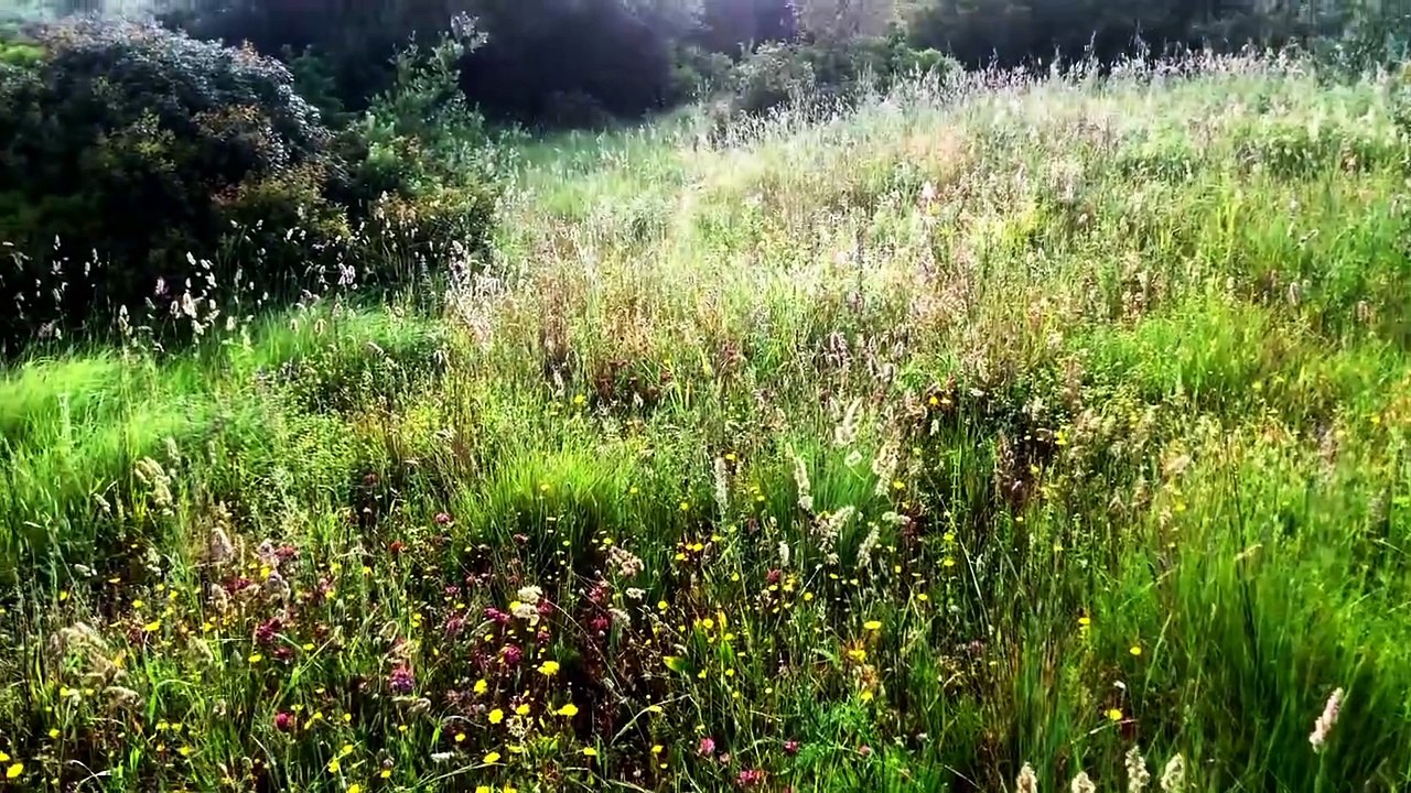 Anacamptis pyramidalis.Дикая орхидея. Восстановление потерянного здоровья. пирамидальный