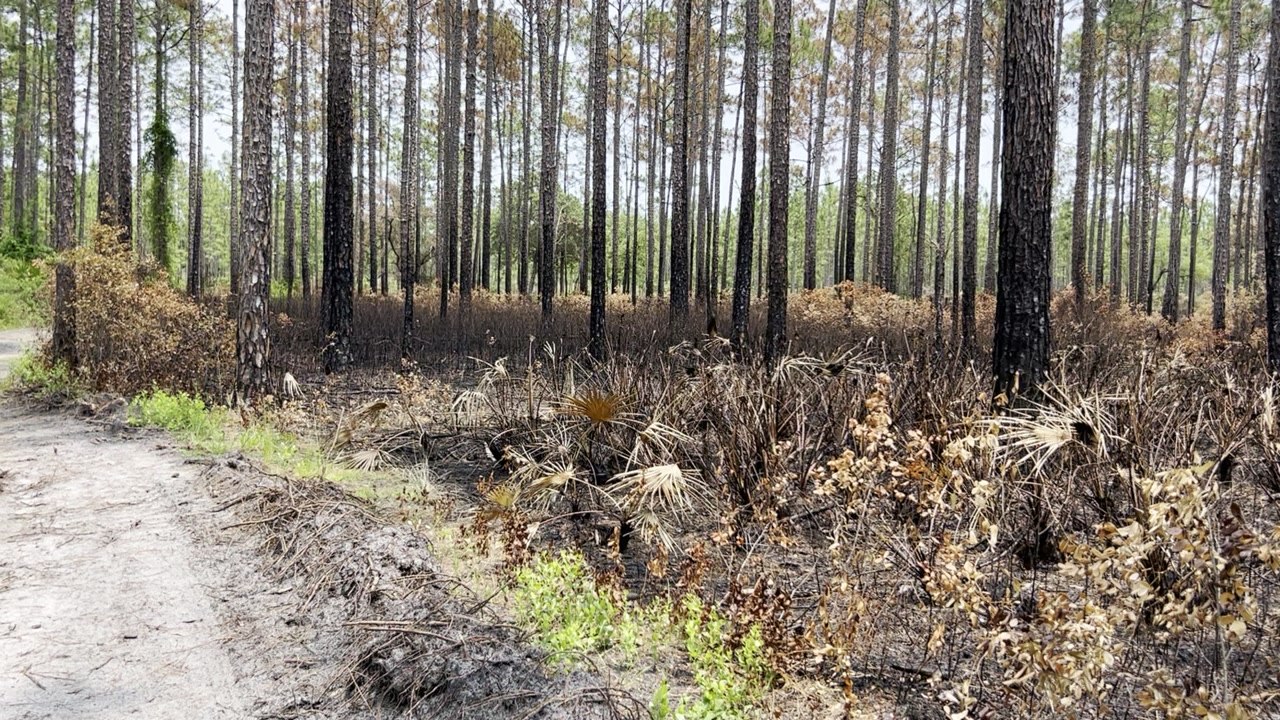 Julington Durbin Preserve Fire Aftermath
