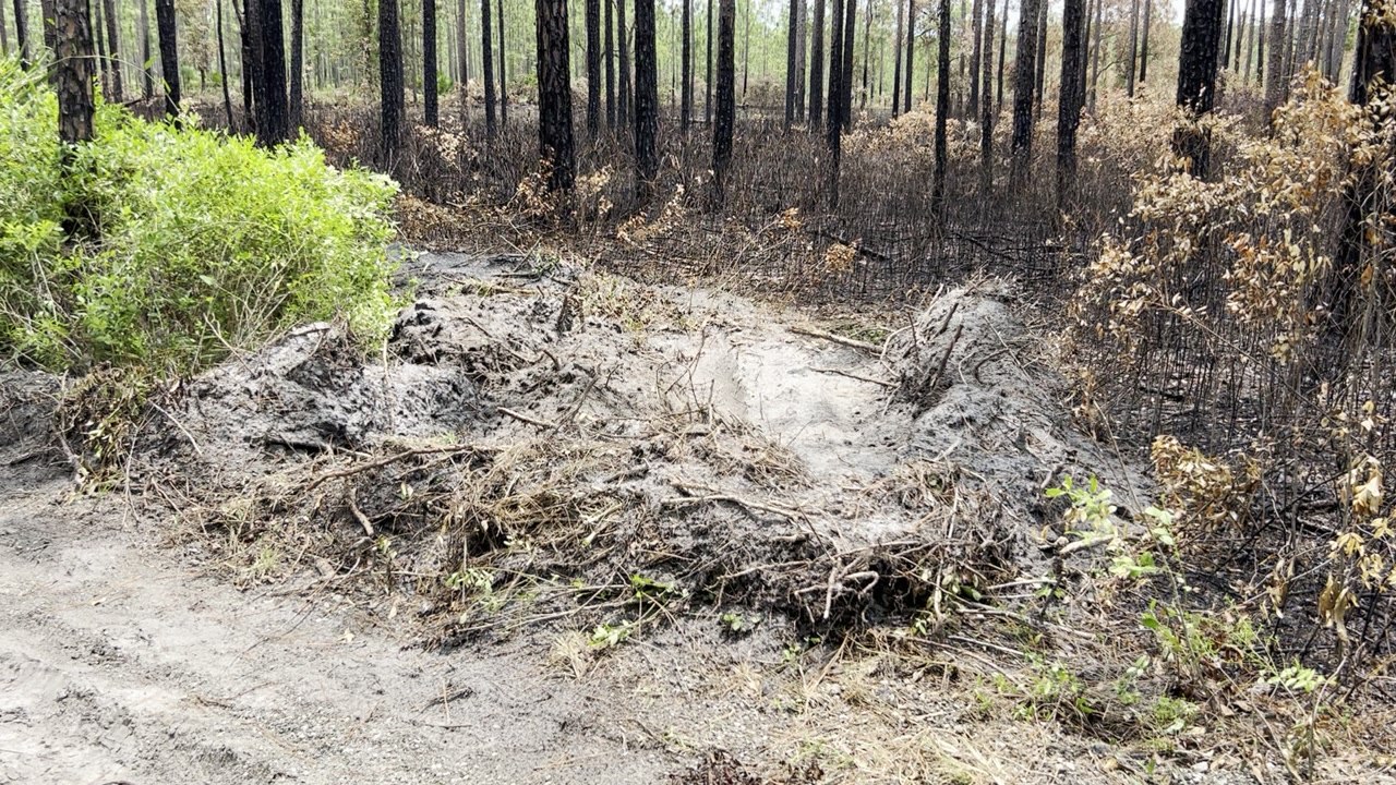 Julington Durbin Preserve Fire Aftermath