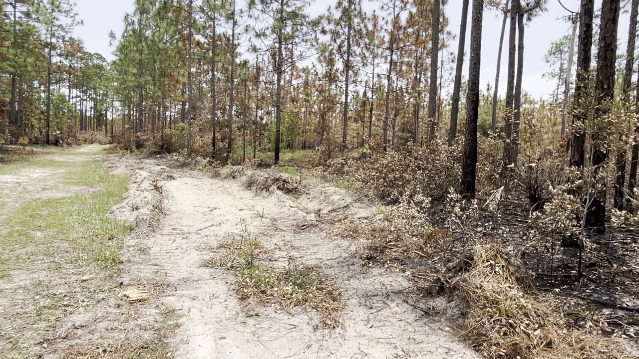 Julington Durbin Preserve Fire Aftermath