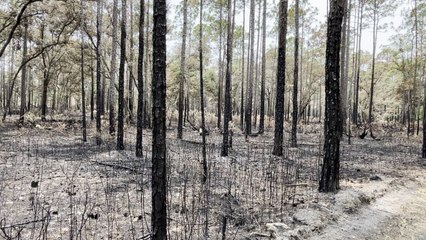 Julington Durbin Preserve Fire Aftermath