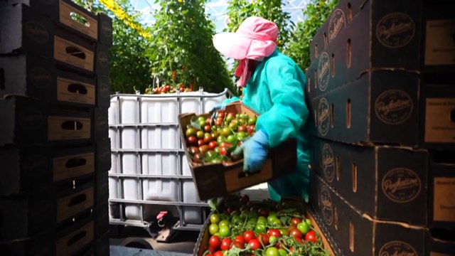 Tomato virus pivot shifts strategy, giving hope to South Australian growers