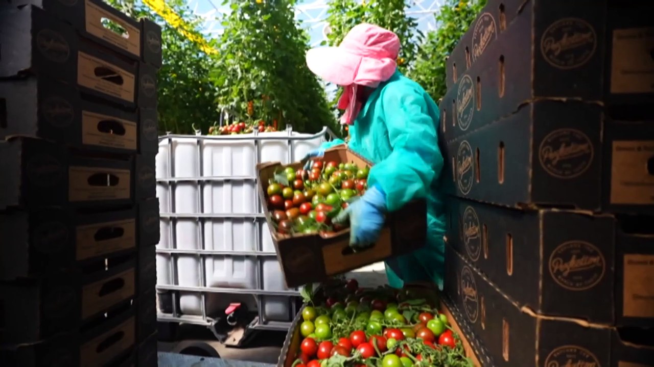 Tomato virus pivot shifts strategy, giving hope to South Australian growers