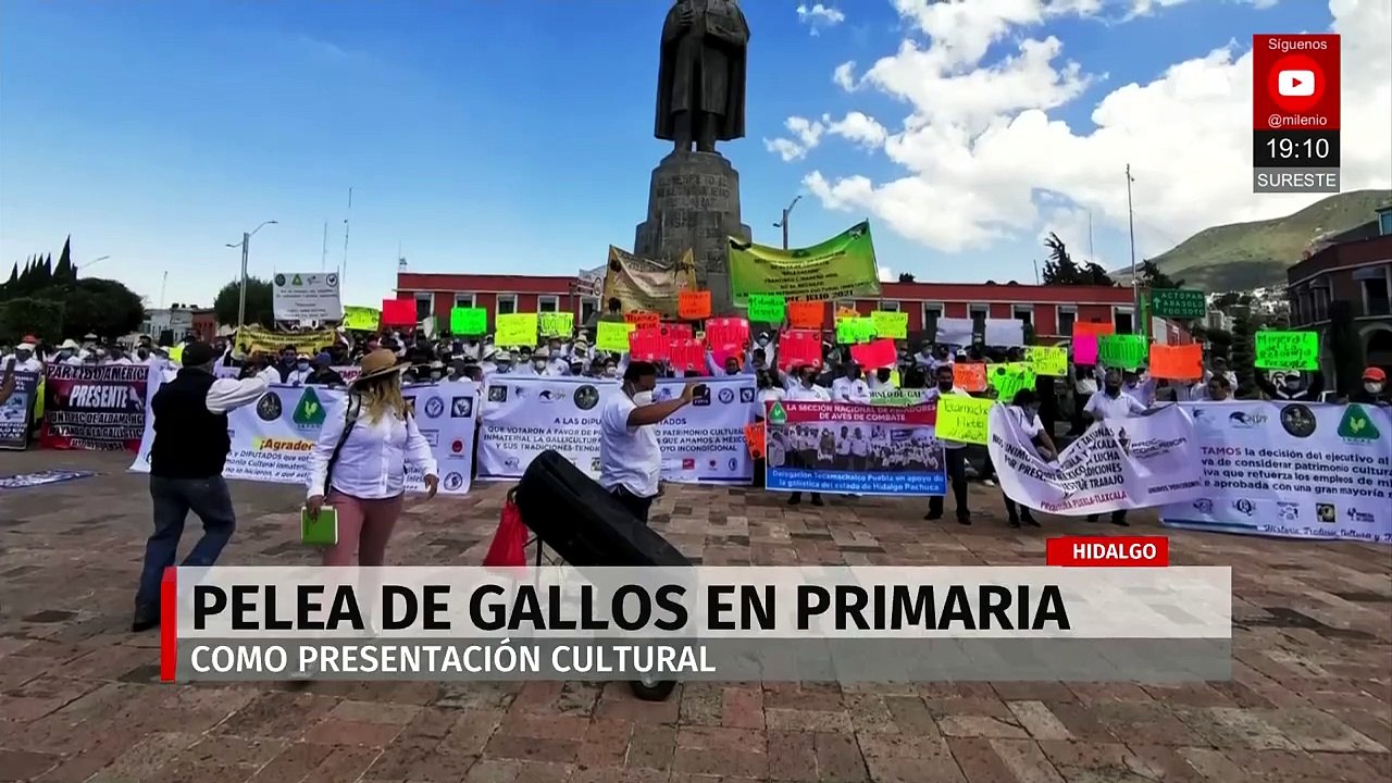 Denuncian pelea de gallos en escuela primaria de Mineral de la Reforma, Hidalgo