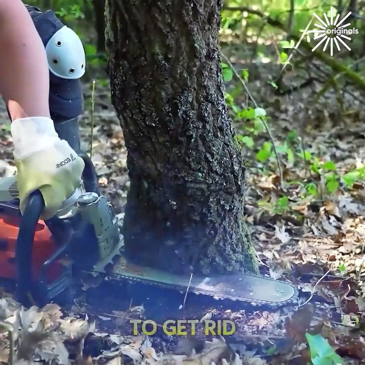 The ultimate guide to safely cutting down a tree