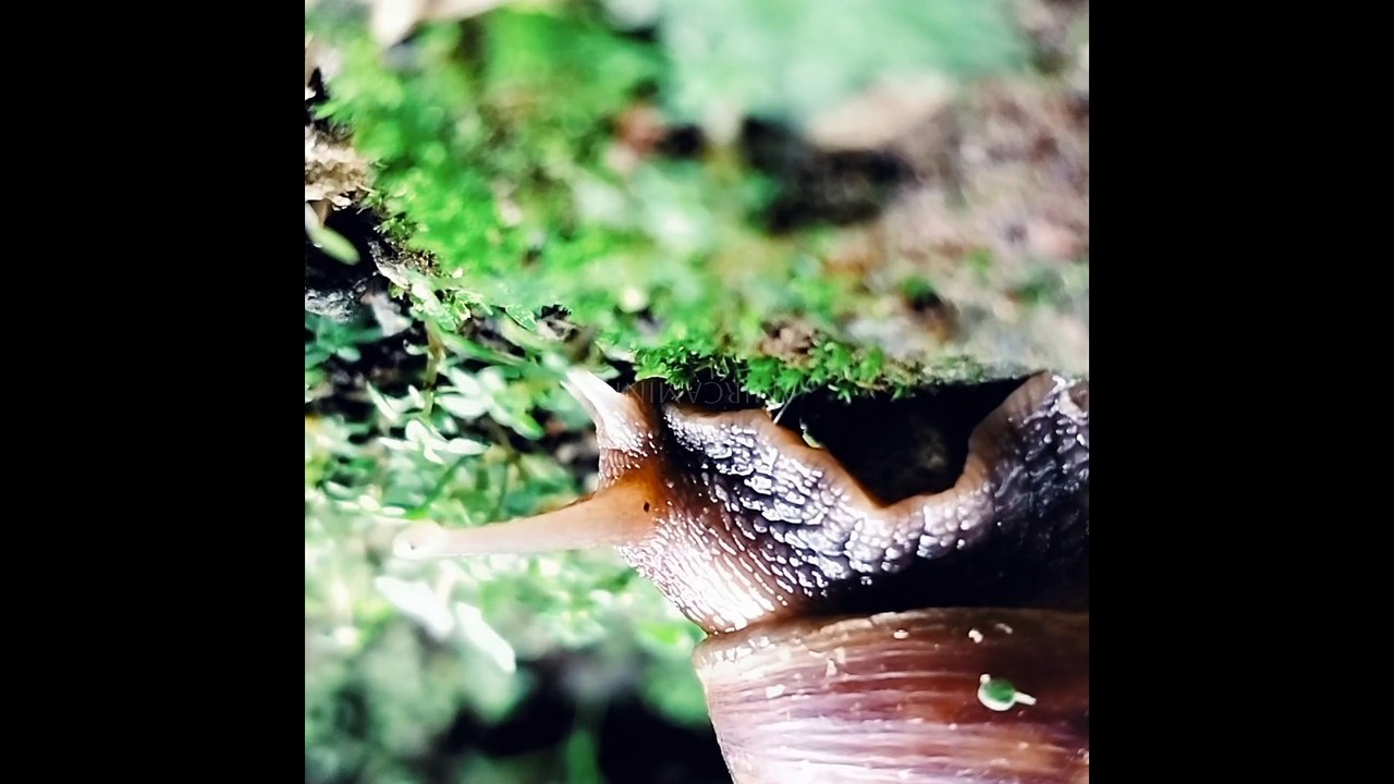 SNAILS MOVE SLOWLY WITH CALM MUSIC - BEKICOT BERGERAK PELAN DENGAN MUSIK TENANG