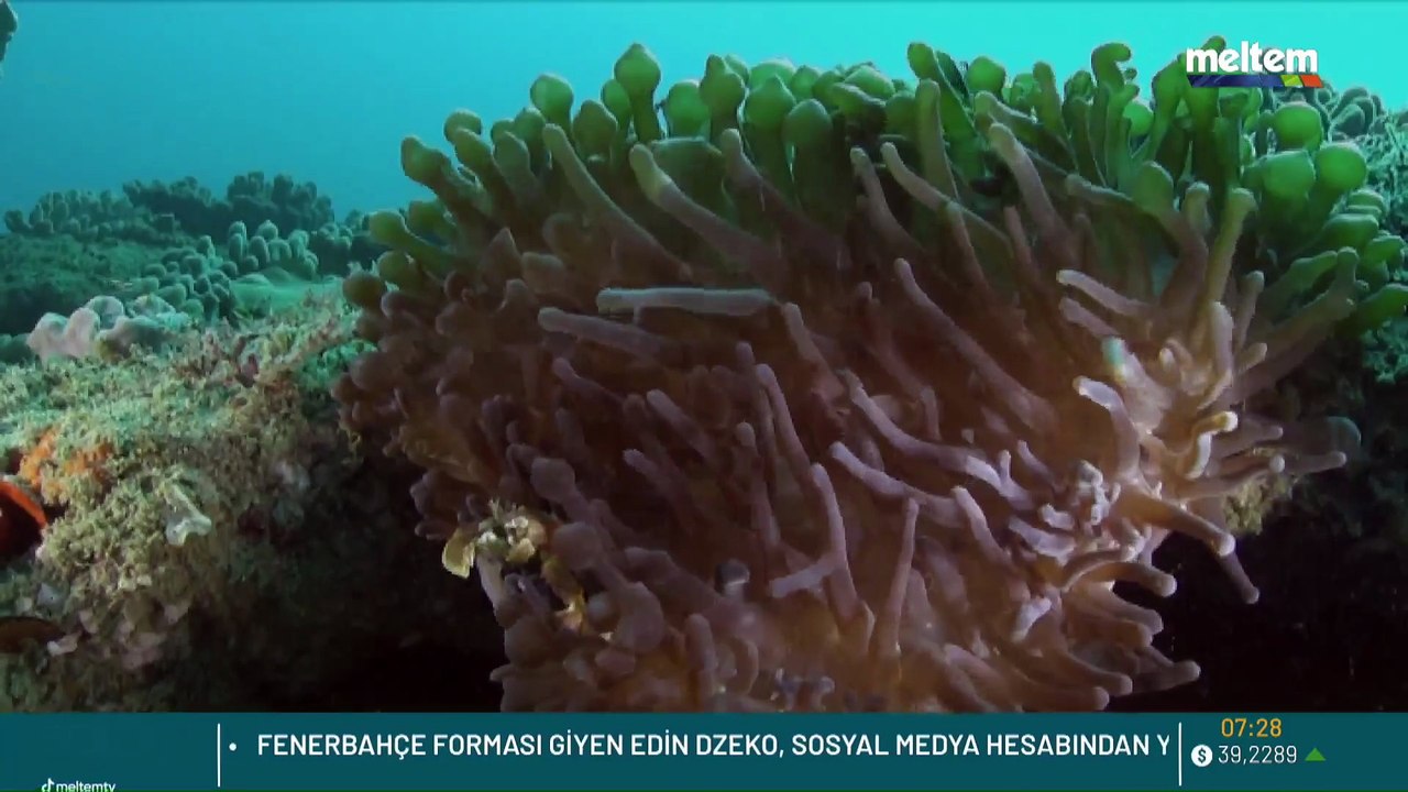 Meltem TV Belgesel Suda Hayat