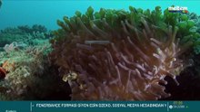 Meltem TV Belgesel Suda Hayat