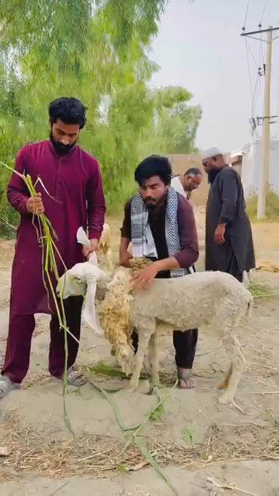 Bakra Eid aor ye log