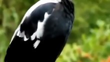 All video about birds life and hunting birds etc