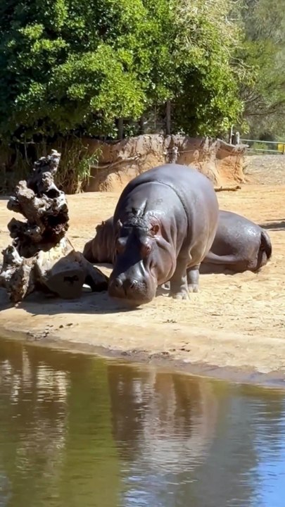 The Mighty Hippopotamus: Africa’s River Giant