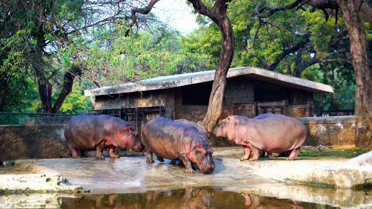 Hippopotamus : Nature’s Heavyweight Guardian