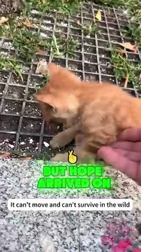 A man rescued a little cat 😺 cat rescue 🛟 cat lover 😍 animals love 😘#shorts #shortvideos #viralvideos #viralshorts #rescue #care #love
