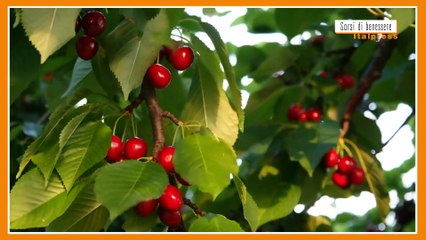 Sorsi di Benessere - Un frullato di ciliegie alleato della pelle