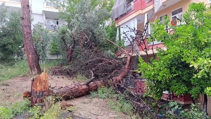 Faciadan dönüldü! Binanın üzerine dev ağaç devrildi